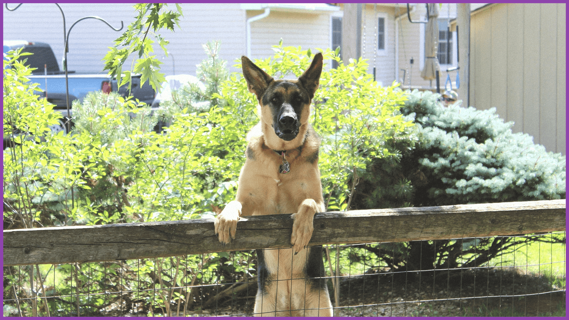 race chien sécurité