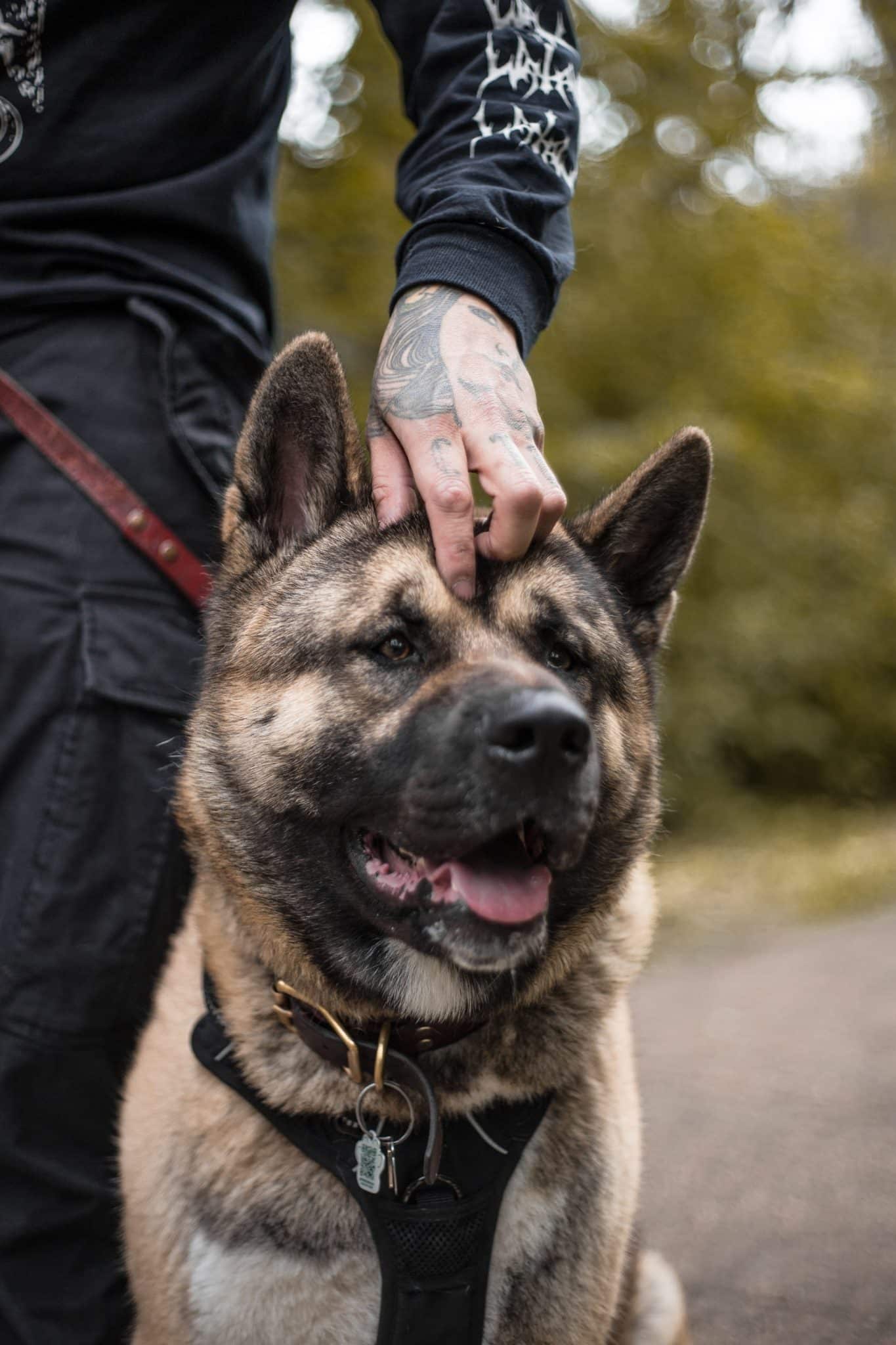 Chiens du GIGN 