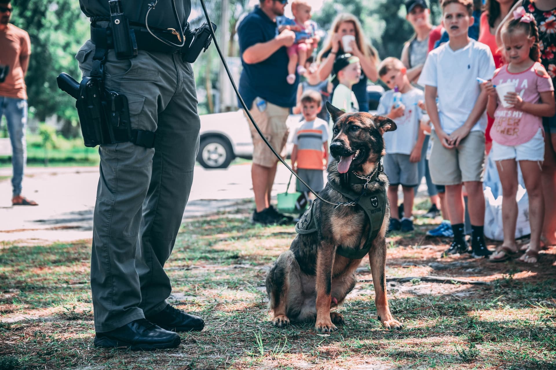 chiens gendarmerie